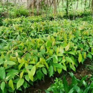 agricultural seedlings