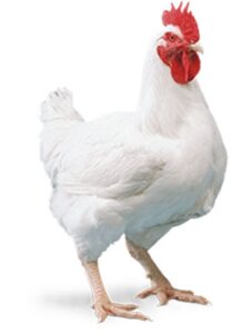 weighty,fleshly decease-free matured broilers